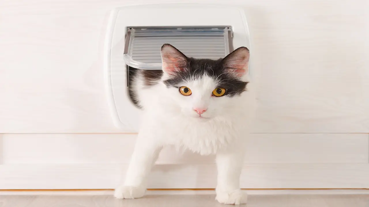 Estimates for install a cat flap near Falkirk & Stirling