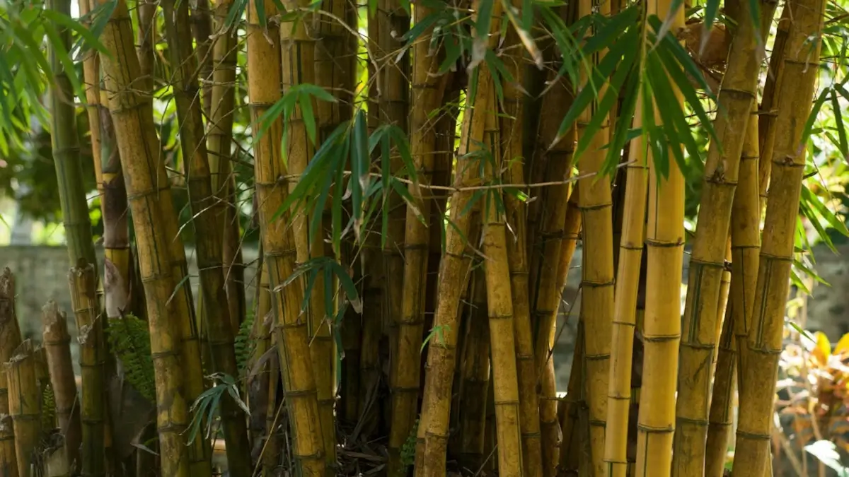 Estimates for bamboo removal near Blythswood Hill