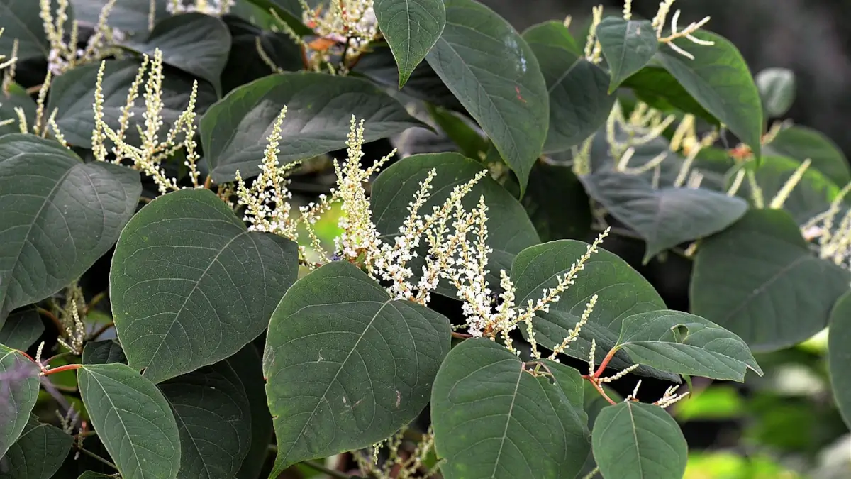 Japanese knotweed removal cost